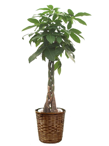 【パキラ】８号鉢 観葉植物【お届けエリア限定商品です】 パキラ】8号鉢 観葉植物【お届けエリア限定商品です】